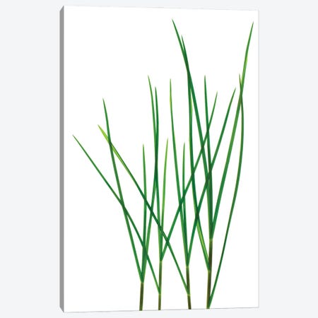 Grass, Vermont Canvas Print #ROS16} by Barry Rosenthal Canvas Art