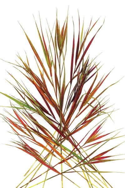Japanese Red Grass by Barry Rosenthal canvas print