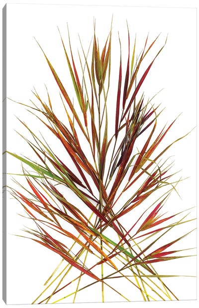 Japanese Red Grass Canvas Art Print - Grass Art