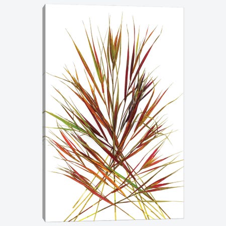 Japanese Red Grass Canvas Print #ROS17} by Barry Rosenthal Canvas Artwork