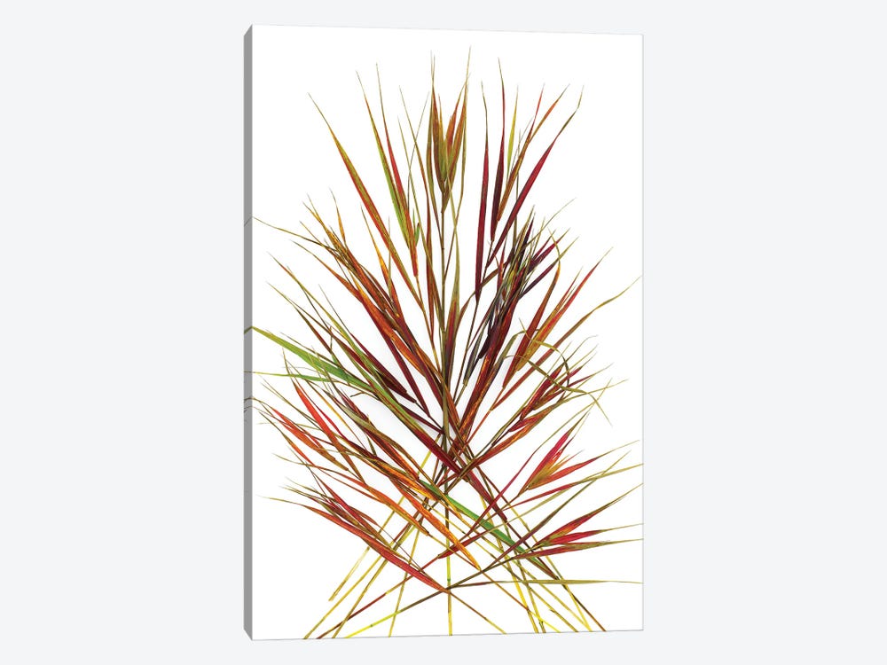 Japanese Red Grass by Barry Rosenthal 1-piece Canvas Art Print