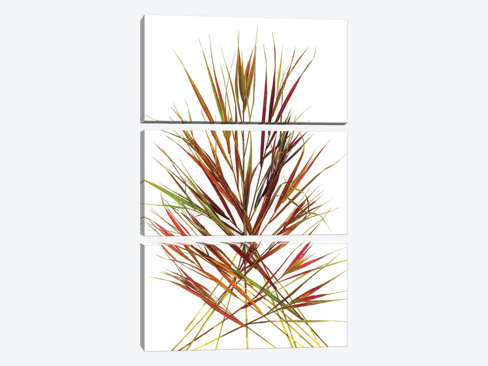 Japanese Red Grass by Barry Rosenthal 3-piece Art Print