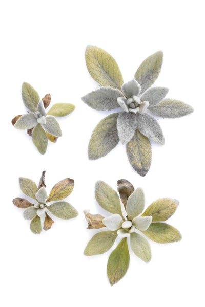 Lamb's Ear by Barry Rosenthal metal wall art