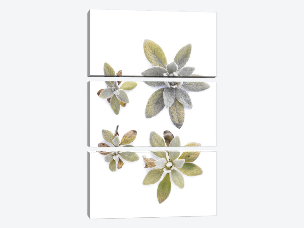 Lamb's Ear by Barry Rosenthal 3-piece Canvas Artwork