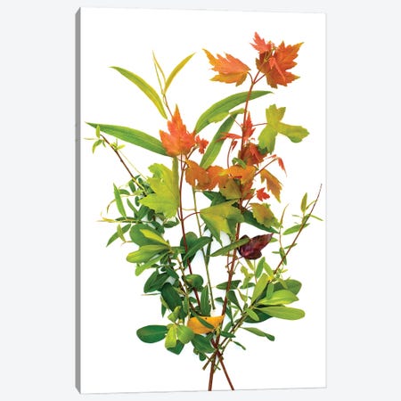Maple, Big Cypress, Florida Canvas Print #ROS19} by Barry Rosenthal Canvas Print