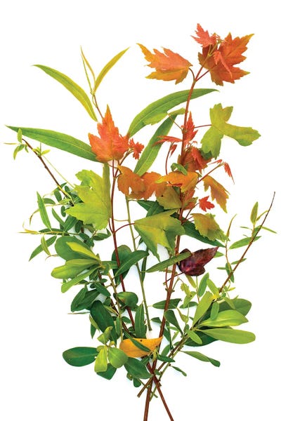 Barry Rosenthal: Maple, Big Cypress, Florida by Barry Rosenthal