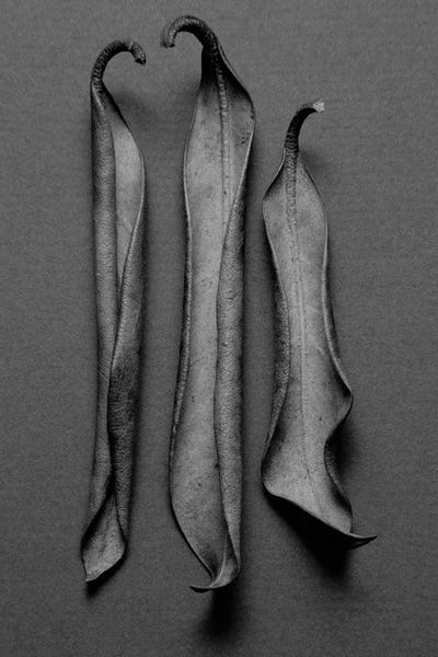 Barry Rosenthal: Mountain Laurel Leaves I by Barry Rosenthal