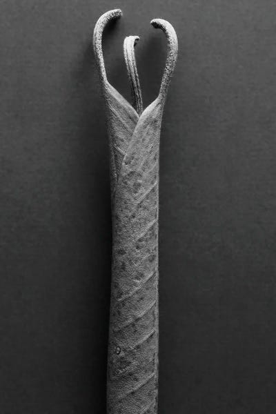 Barry Rosenthal: Mountain Laurel Leaves II by Barry Rosenthal