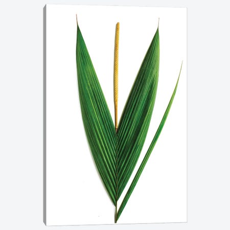 Palm, Costa Rica Canvas Print #ROS22} by Barry Rosenthal Canvas Artwork