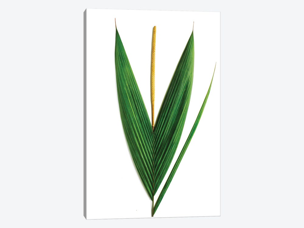 Palm, Costa Rica by Barry Rosenthal 1-piece Canvas Print