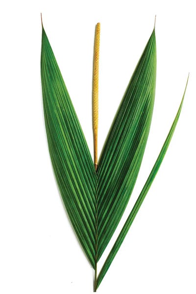 Grasses: Palm, Costa Rica by Barry Rosenthal