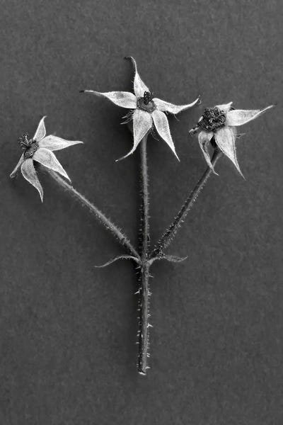 Rose Hip by Barry Rosenthal metal wall art