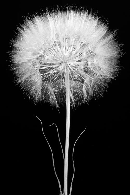 Salsify by Barry Rosenthal wall art