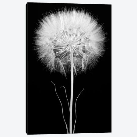 Salsify Canvas Print #ROS25} by Barry Rosenthal Canvas Print