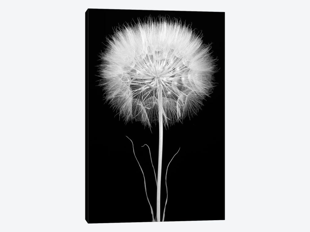 Salsify by Barry Rosenthal 1-piece Canvas Artwork