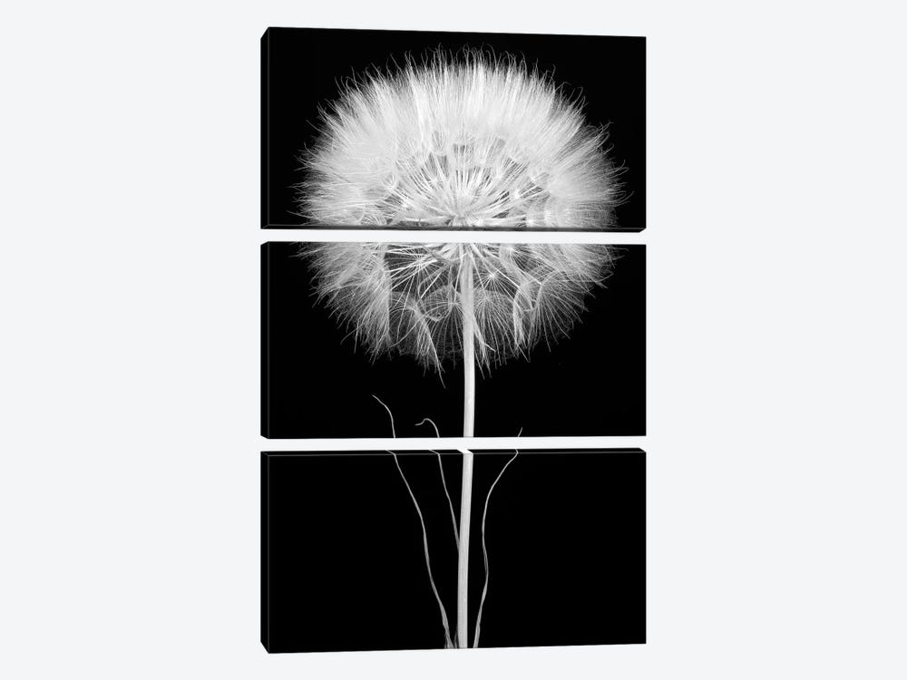 Salsify by Barry Rosenthal 3-piece Canvas Wall Art