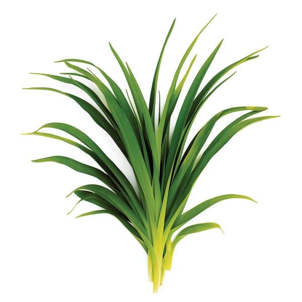 Grasses: Sedge, Bedford, New York by Barry Rosenthal