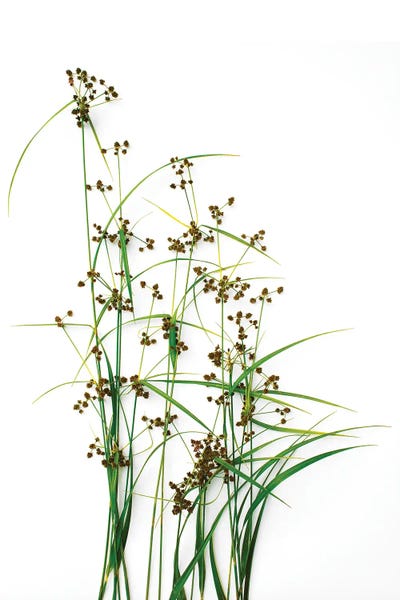 Grasses: Sedge, Leland, Michigan by Barry Rosenthal