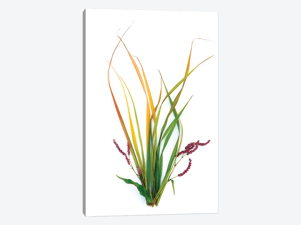 Smart Weed by Barry Rosenthal 1-piece Art Print