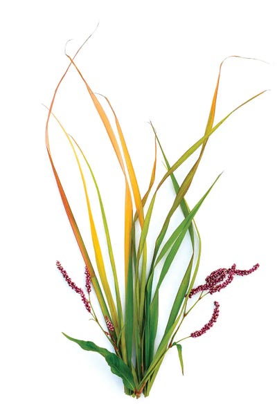 Grasses: Smart Weed by Barry Rosenthal