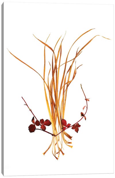 Straw And Raspberry Canvas Art Print - Grass Art