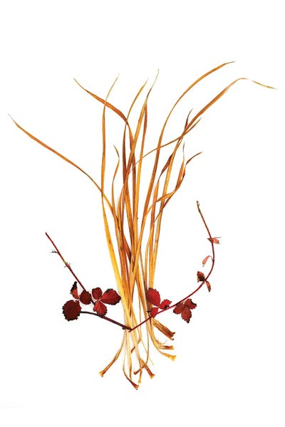Grasses: Straw And Raspberry by Barry Rosenthal