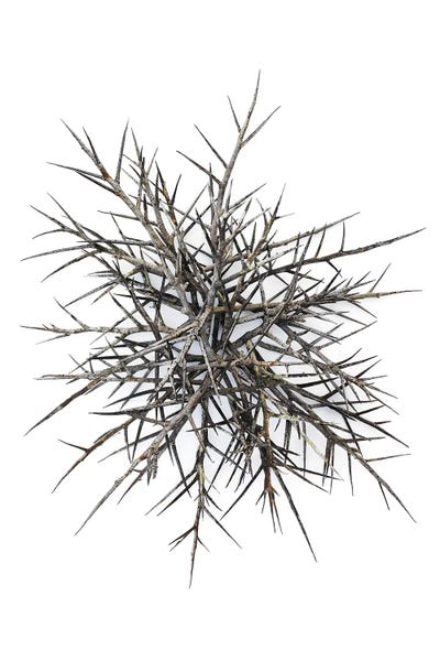 Thorns, Hillsdale, New York by Barry Rosenthal metal wall art