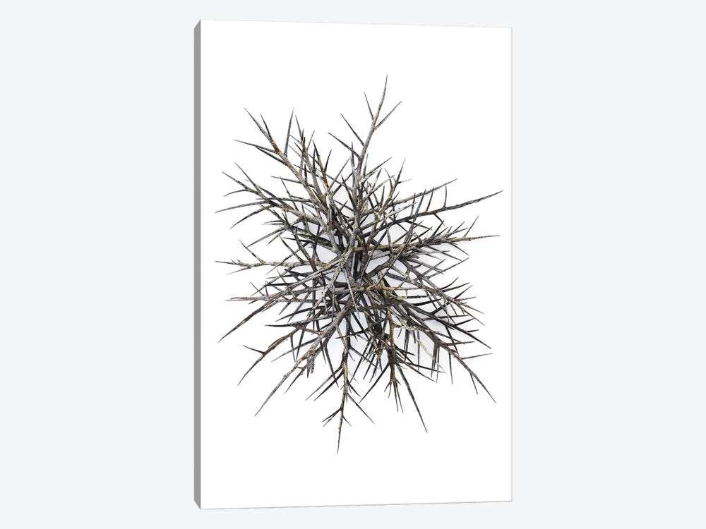 Thorns, Hillsdale, New York by Barry Rosenthal 1-piece Canvas Wall Art