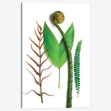 Three Ferns And One Palm Canvas Print #ROS35} by Barry Rosenthal Canvas Wall Art