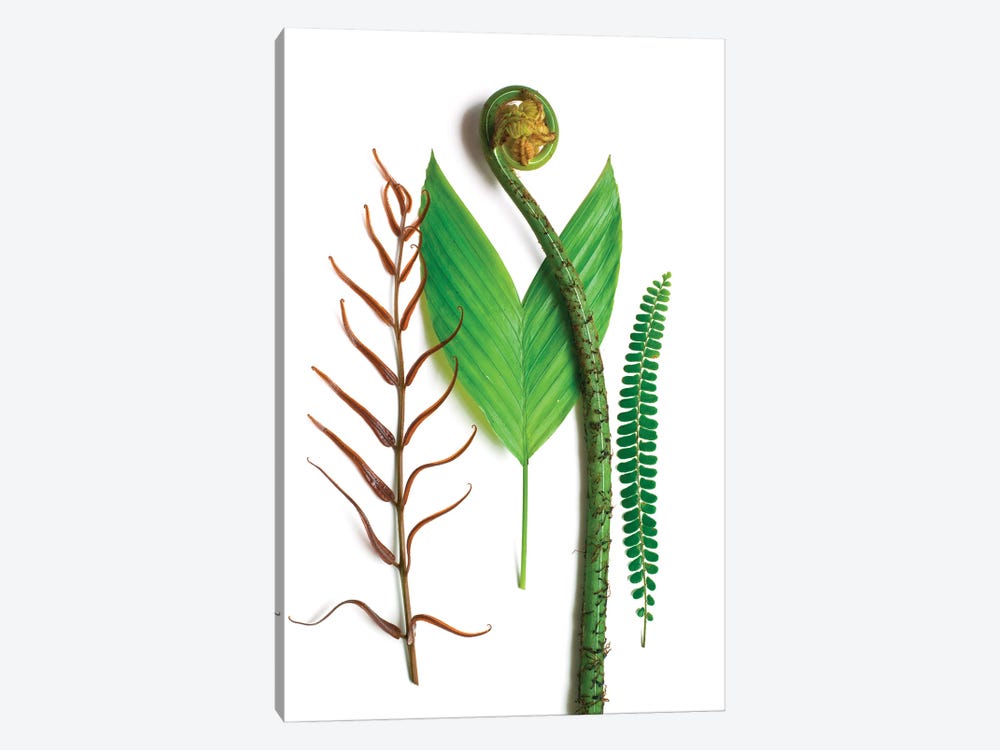 Three Ferns And One Palm by Barry Rosenthal 1-piece Canvas Print