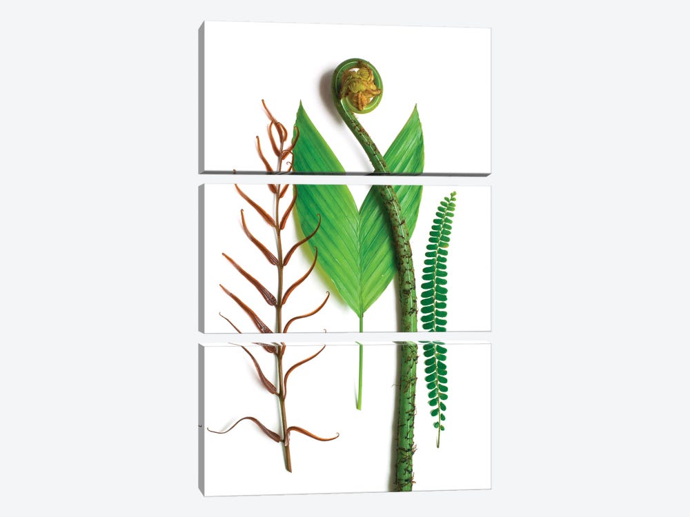 Three Ferns And One Palm by Barry Rosenthal 3-piece Canvas Art Print