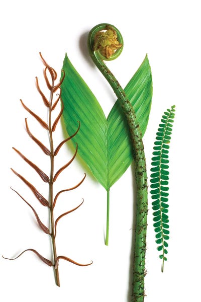 Barry Rosenthal: Three Ferns And One Palm by Barry Rosenthal