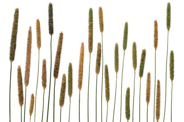 Grasses: Timothy by Barry Rosenthal