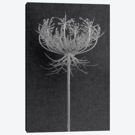 Queen Anne's Lace Canvas Print #ROS39} by Barry Rosenthal Canvas Art Print