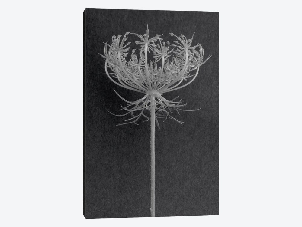 Queen Anne's Lace by Barry Rosenthal 1-piece Canvas Print