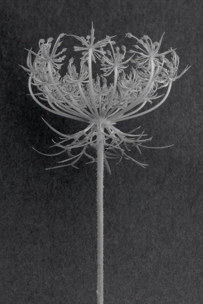 Queen Anne's Lace