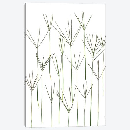 Bermuda Grass, Northport, Michigan Canvas Print #ROS5} by Barry Rosenthal Canvas Art Print