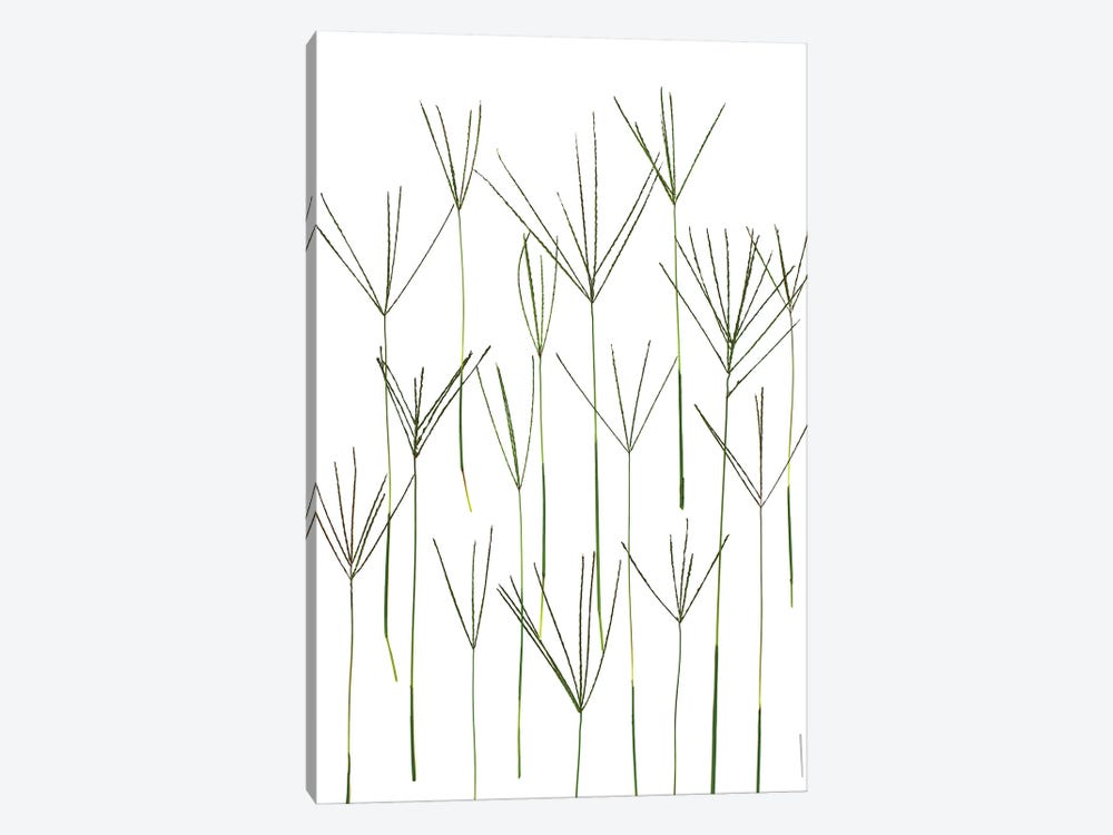 Bermuda Grass, Northport, Michigan by Barry Rosenthal 1-piece Canvas Art Print