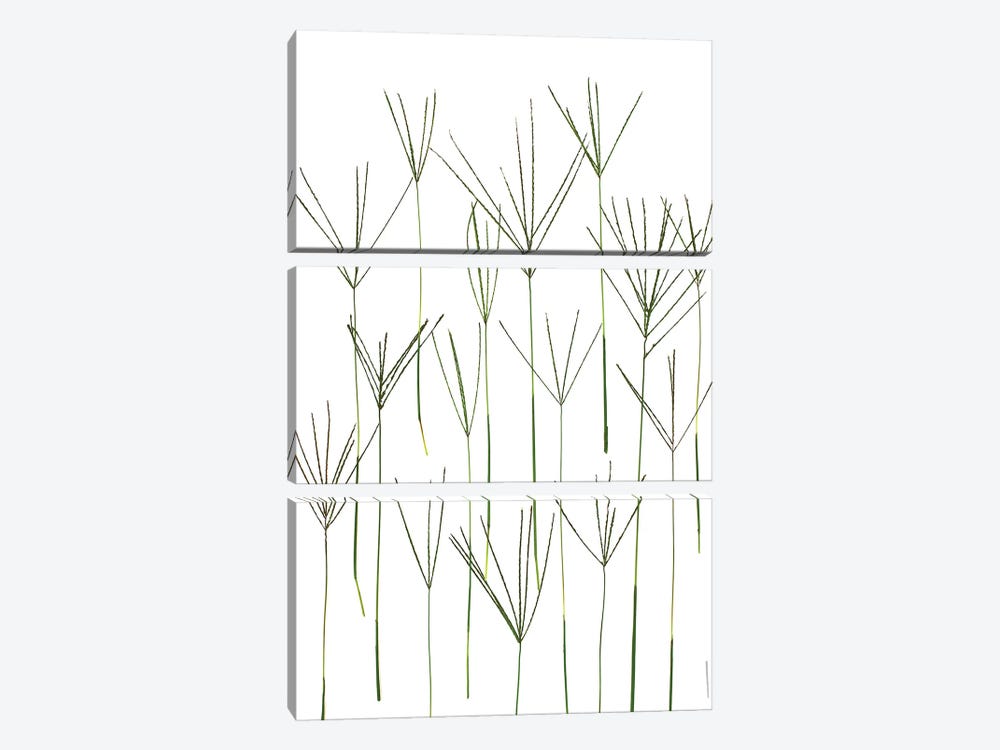Bermuda Grass, Northport, Michigan by Barry Rosenthal 3-piece Art Print