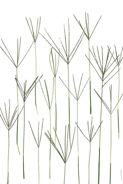 Bermuda Grass, Northport, Michigan