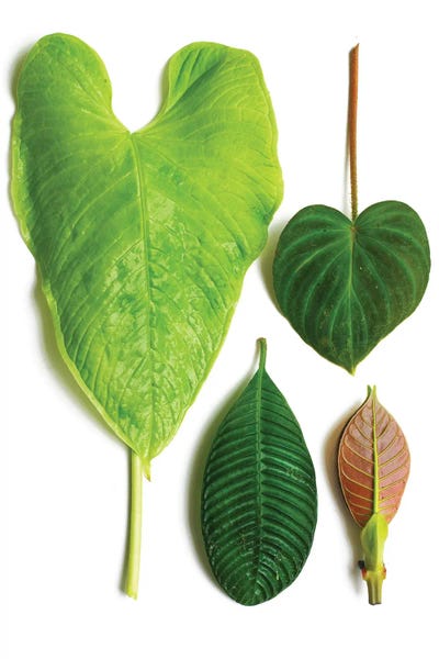 Cloud Forest, Costa Rica by Barry Rosenthal metal wall art