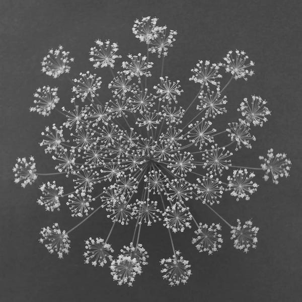 Barry Rosenthal: Dill, Top View by Barry Rosenthal