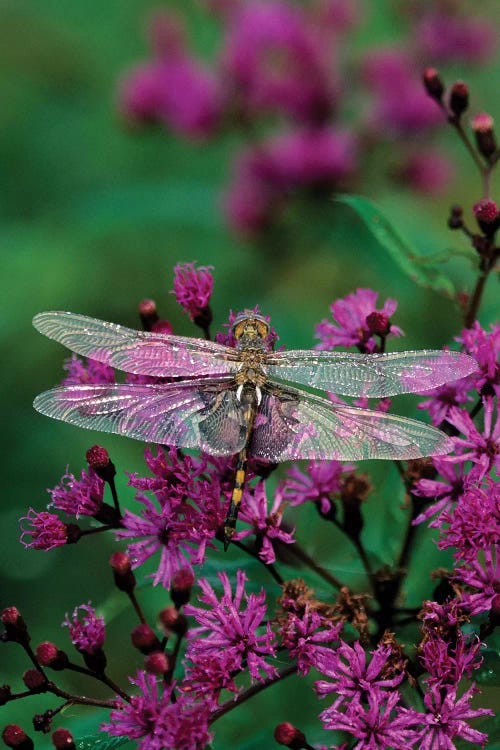 Lone Dragonfly On A Joe-Pye Weed