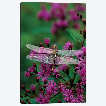 Lone Dragonfly On A Joe-Pye Weed Canvas Print #ROT3} by Nancy Rotenberg Canvas Art Print