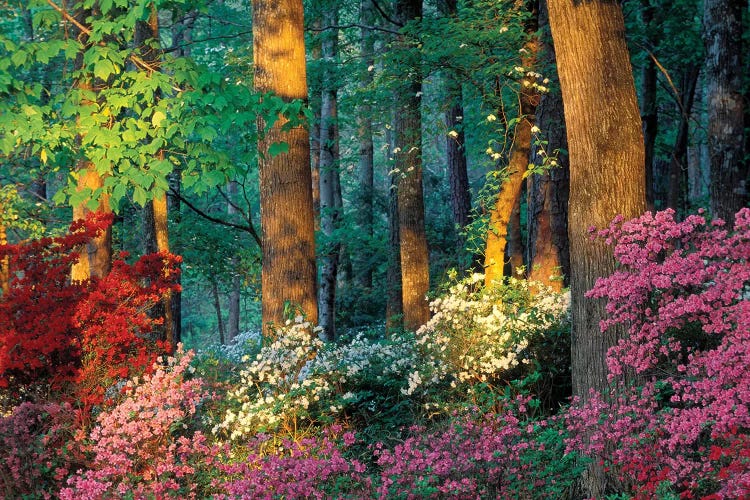 Overlook Azalea Garden, Callaway Gardens, Pine Mountain, Georgia, USA