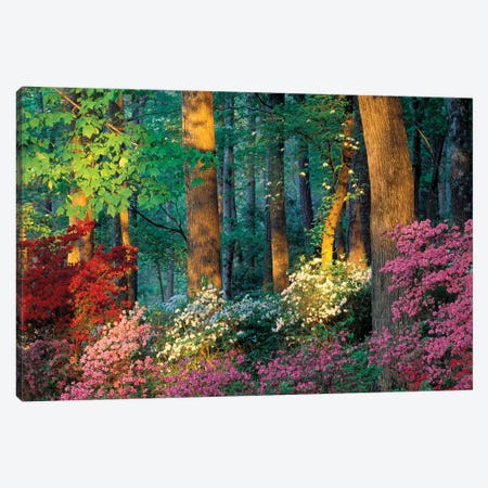 Overlook Azalea Garden, Callaway Gardens, Pine Mountain, Georgia, USA Canvas Print #ROT4} by Nancy Rotenberg Canvas Wall Art