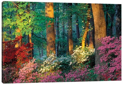 Overlook Azalea Garden, Callaway Gardens, Pine Mountain, Georgia, USA Canvas Art Print - Tree Close-Up Art