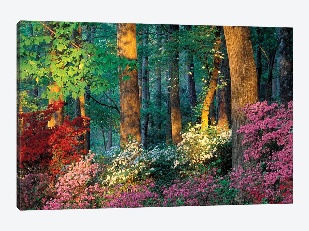 Overlook Azalea Garden, Callaway Gardens, Pine Mountain, Georgia, USA by Nancy Rotenberg 1-piece Art Print