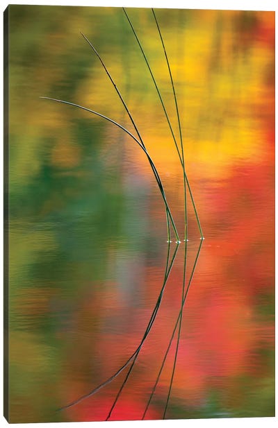 Reeds And Their Reflection, Thornton Lake, Munising Township, Alger County, Upper Peninsula, Michigan, USA Canvas Art Print - Danita Delimont Photography