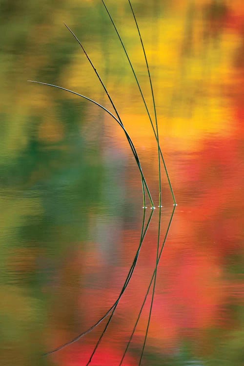 Reeds And Their Reflection, Thornton Lake, Munising Township, Alger County, Upper Peninsula, Michigan, USA